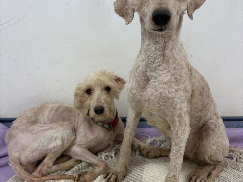 Taylor, a 4 years old female Poodle available for adoption from Dogs Trust in Loughborough, Leicestershire