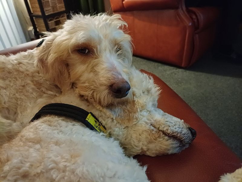 Taylor | Poodle (Standard) Cross | Loughborough - 1