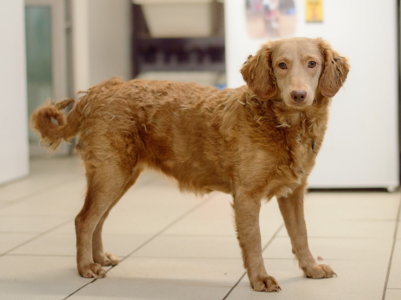 undefined | Poodle (Standard) Cross | undefined - 4
