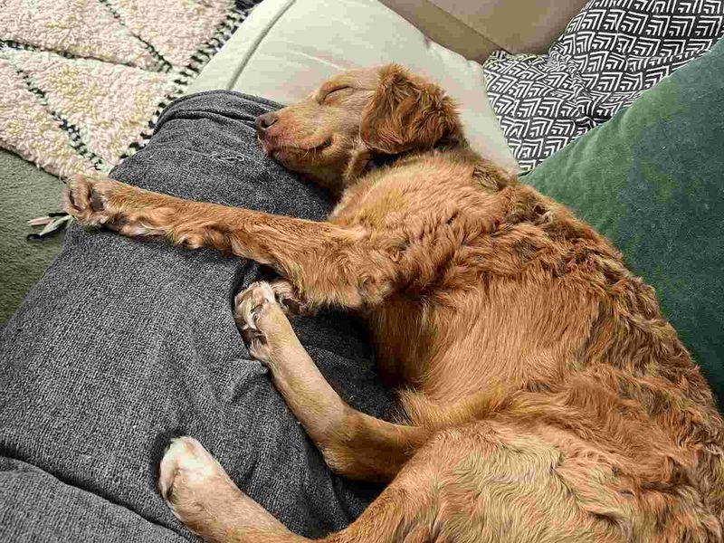 undefined | Poodle (Standard) Cross | undefined - 3