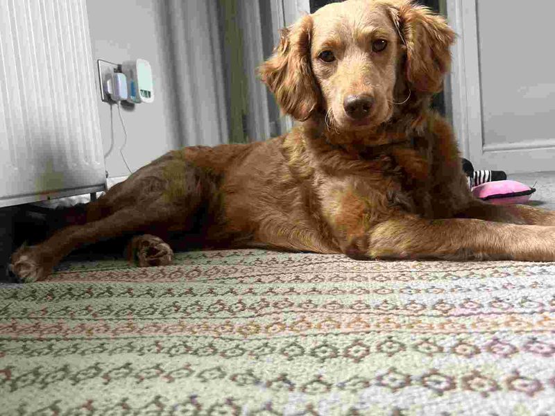 undefined | Poodle (Standard) Cross | undefined - 1