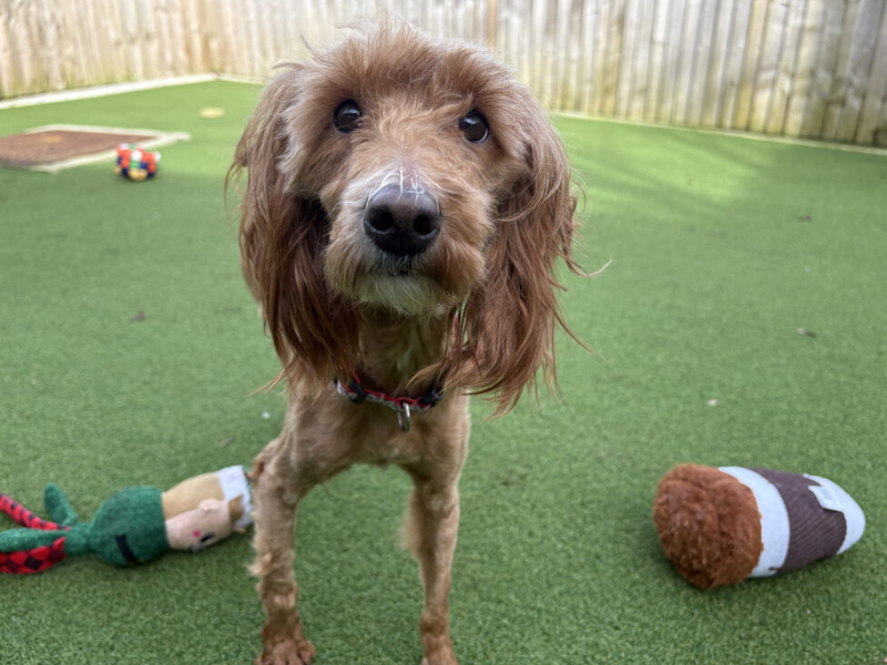 Poodle for adoption in Wymeswold, Leicestershire – 3 years old