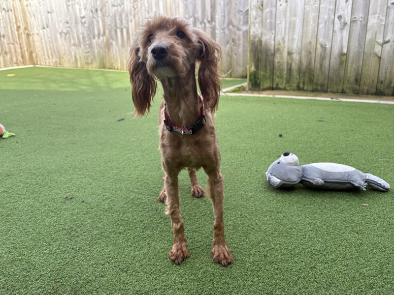 Elizabeth - Image 2 of 2