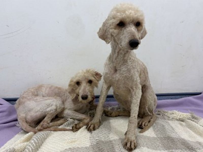 Poodle Dogs And Puppies For Adoption