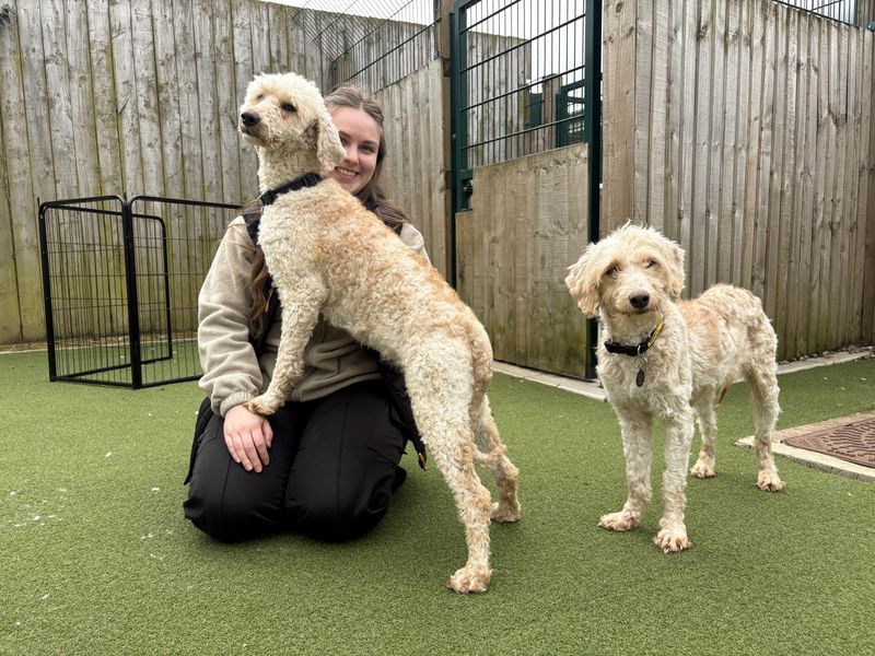 Swift | Poodle (Standard) Cross | Loughborough - 1