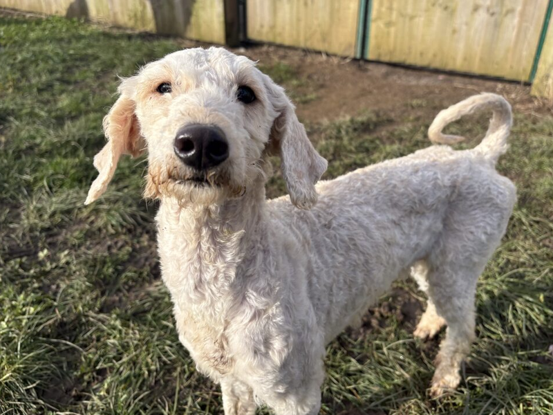 Poodle for adoption in Wymeswold, Leicestershire – 4 years old - Image 2 of 2