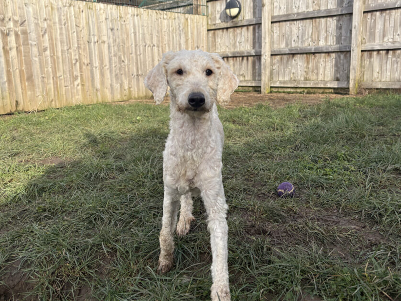 Poodle Dogs And Puppies For Adoption