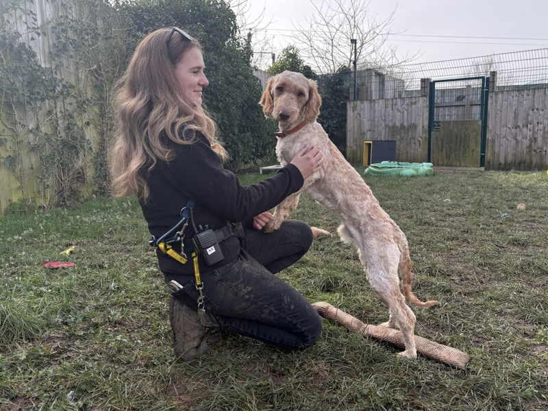 Archer, a 4 years old male Unknown available for adoption from Dogs Trust in Loughborough, Leicestershire