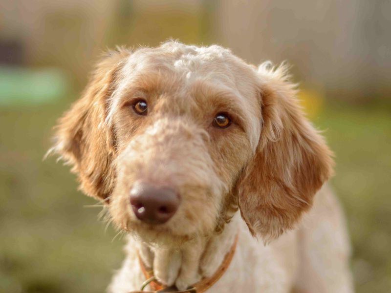 Archer | Poodle (Standard) Cross | Loughborough - 1