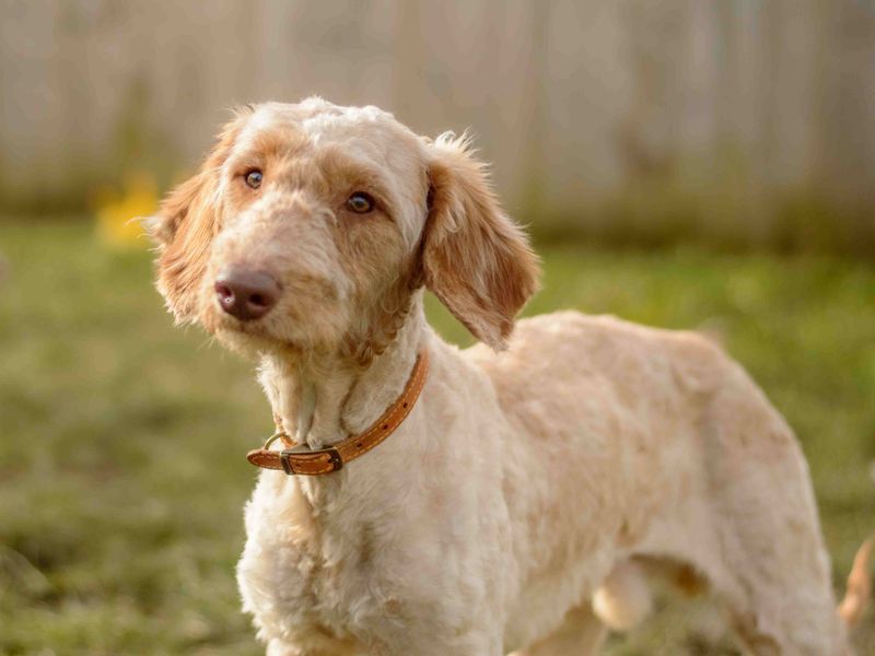 undefined | Poodle (Standard) Cross | undefined - 2