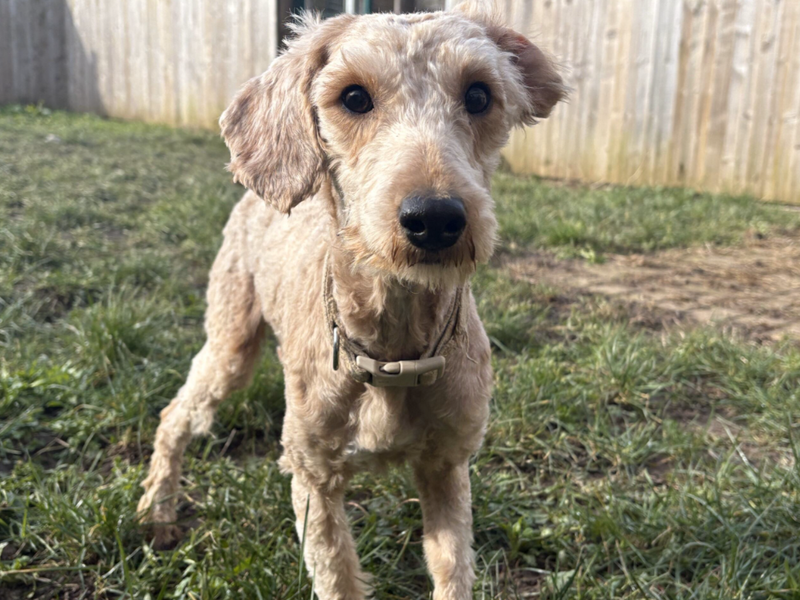 Poodle for adoption in Wymeswold, Leicestershire – 3 years old