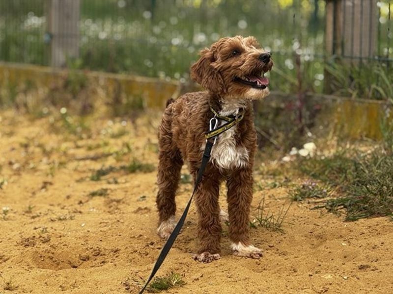 Fudge | Poodle (Miniature) Cross | Salisbury (Wiltshire) - 1