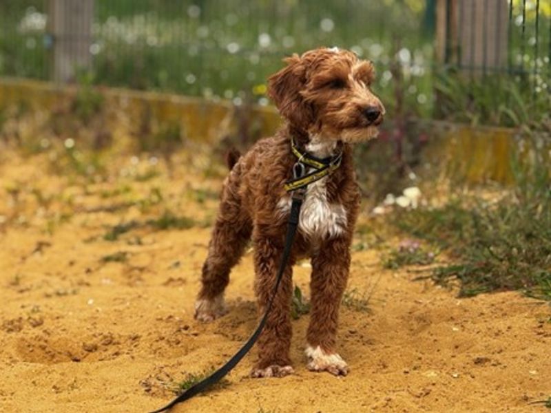 undefined | Poodle (Miniature) Cross | undefined - 3