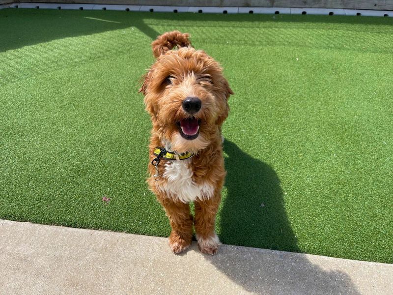 undefined | Poodle (Miniature) Cross | undefined - 1