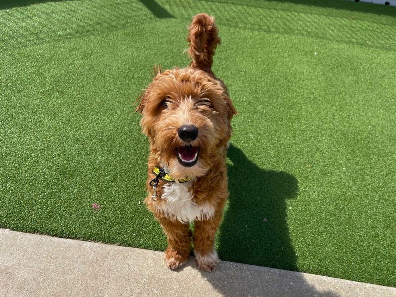 undefined | Poodle (Miniature) Cross | undefined - 4