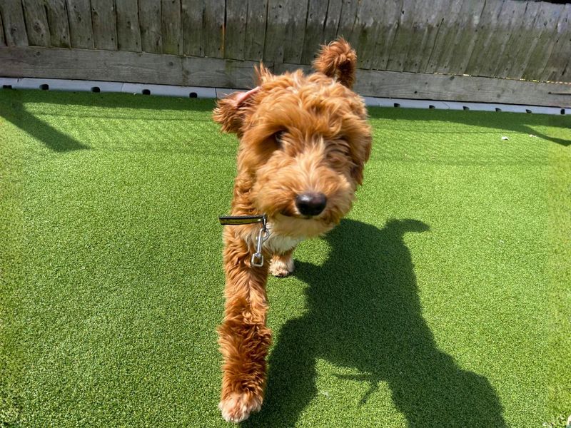 undefined | Poodle (Miniature) Cross | undefined - 5