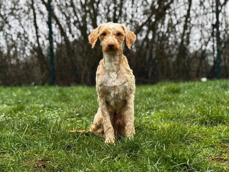 Toffee - Image 4 of 6