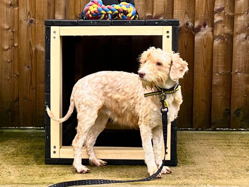 Phoenix - Image 2 of 2