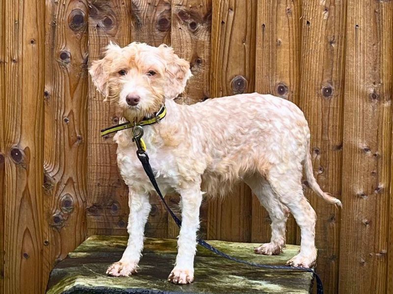 Poodle for adoption in Newton Tony, Wiltshire – 1 year old