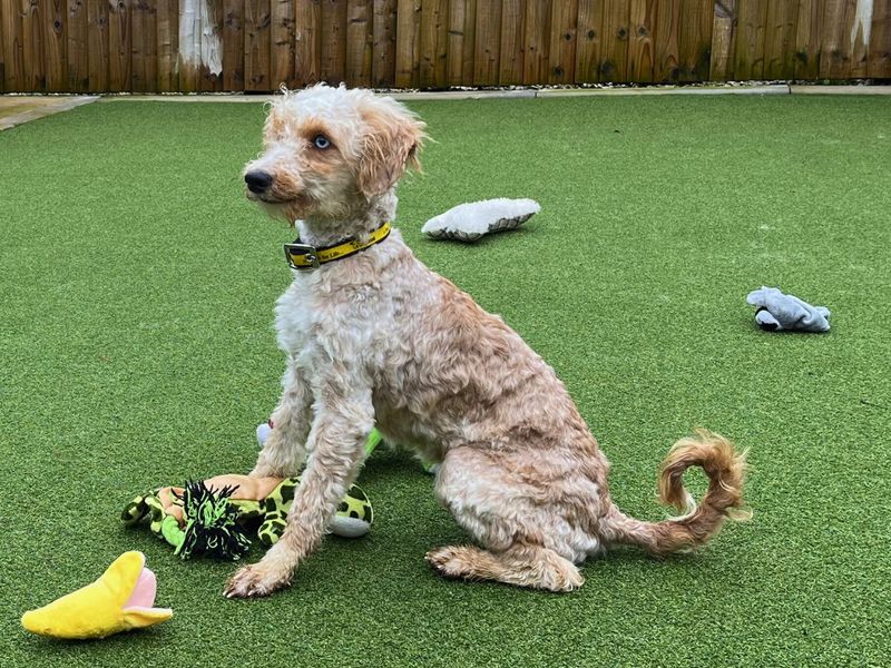 Remy, a 2 years old female Poodle available for adoption from Dogs Trust in Salisbury, Wiltshire
