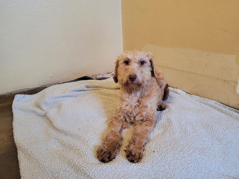 Apple, a 2 years old female Poodle available for adoption from Dogs Trust in Salisbury, Wiltshire