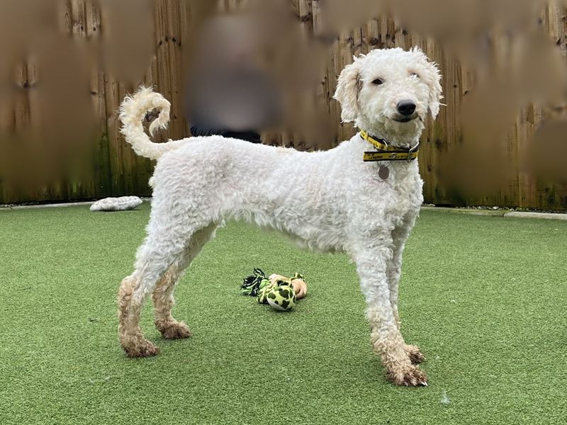 Brie | Poodle (Miniature) Cross | Salisbury (Wiltshire) - 1