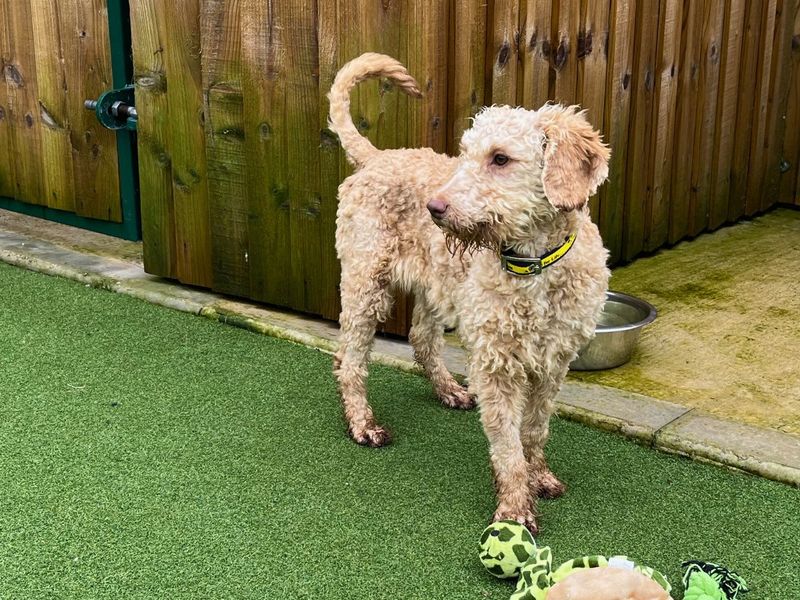 Poodle for adoption in Newton Tony, Wiltshire – 3 years old