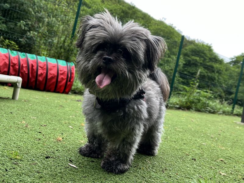 Pepper | Pomeranian Cross | Ilfracombe - 5