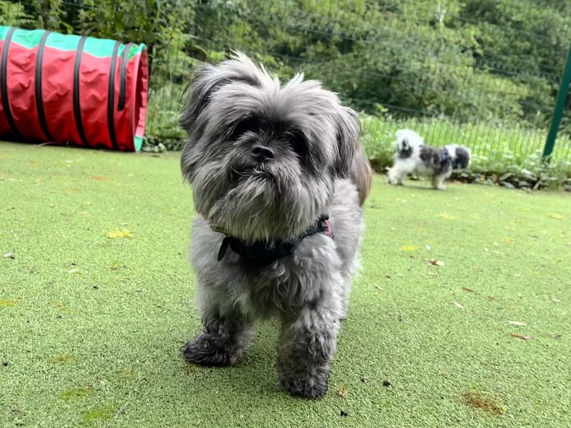 Pepper | Pomeranian Cross | Ilfracombe - 4