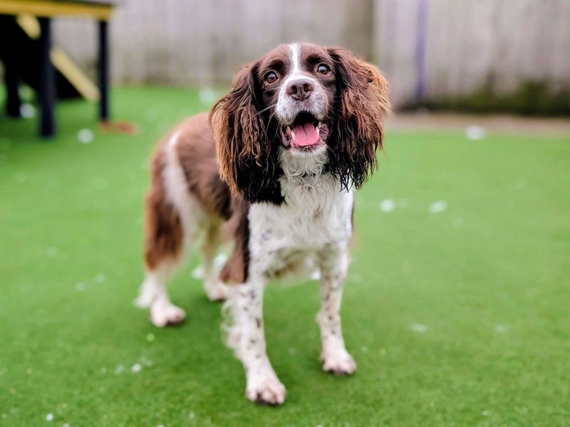 Springer Spaniel for adoption in Cardiff – 7 years old - Image 2 of 4