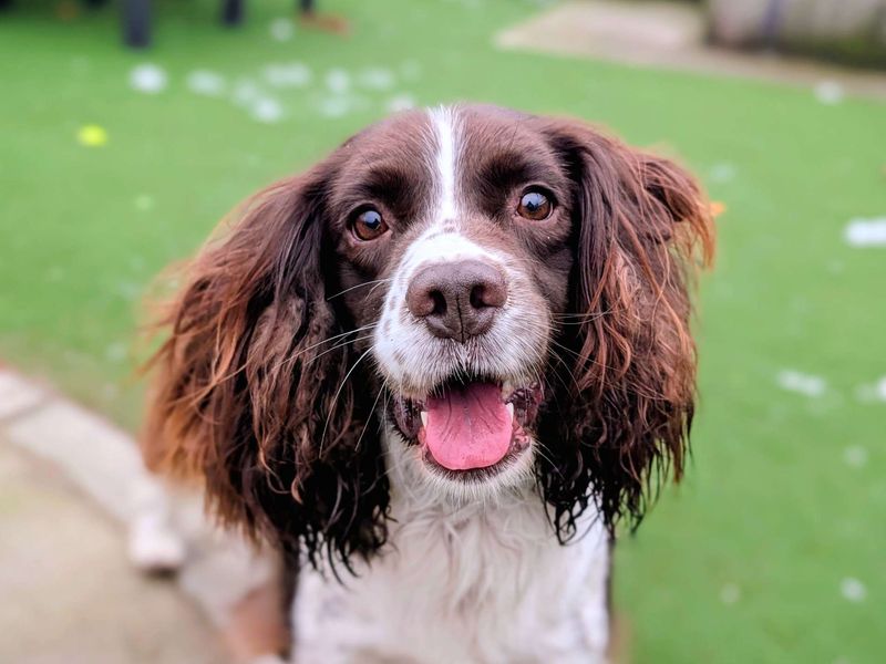 Springer Spaniel for adoption in Cardiff – 7 years old - Image 3 of 4