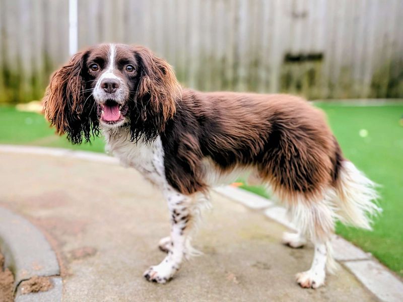 Springer Spaniel for adoption in Cardiff – 7 years old - Image 4 of 4