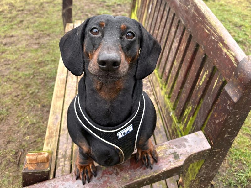 Spencer | Dachshund (Smooth Haired) | Ballymena (Northern Ireland) - 1