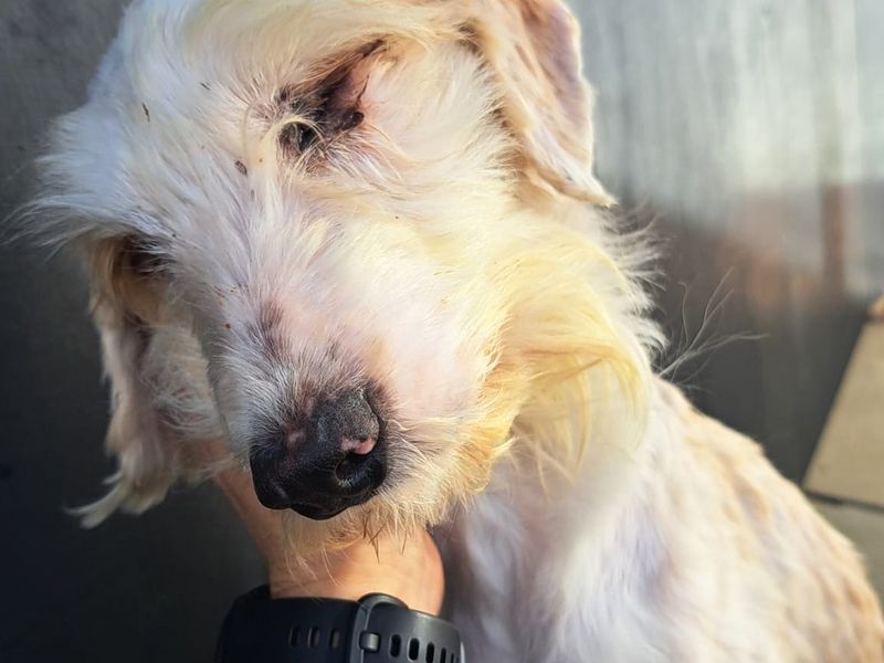 Colin, a 4 years old male Poodle available for adoption from Dogs Trust in Shoreham, West Sussex