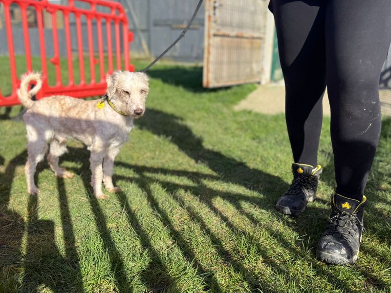 Poodle Dogs And Puppies For Adoption