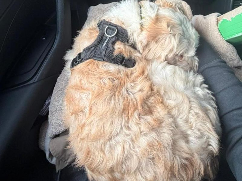 Colin | Poodle (Miniature) Cross | Shoreham (Sussex) - 1