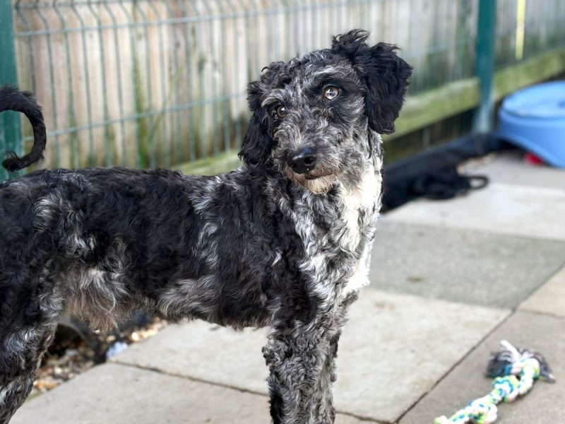 Elvis | Poodle (Miniature) Cross | Shoreham (Sussex) - 1