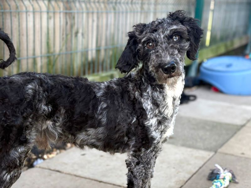 Elvis | Poodle (Miniature) Cross | Shoreham (Sussex) - 4