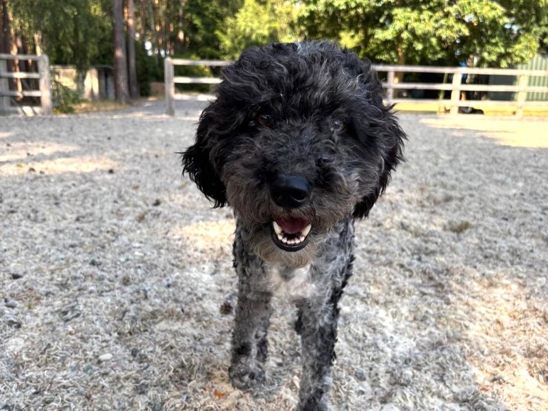 Elvis | Poodle (Miniature) Cross | Shoreham (Sussex) - 5