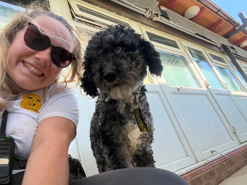 Elvis | Poodle (Miniature) Cross | Shoreham (Sussex) - 1
