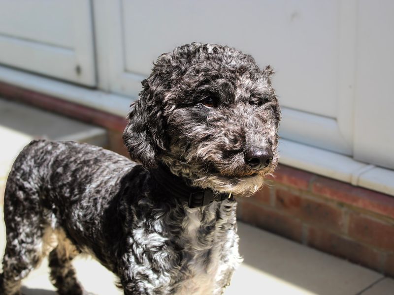 Elvis | Poodle (Miniature) Cross | Shoreham (Sussex) - 3