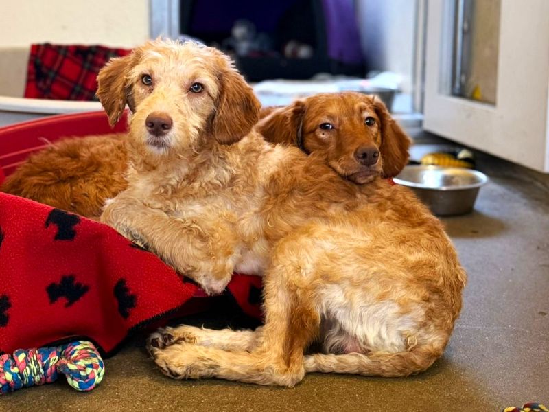 Red | Retriever (Nova Scotia Duck Tolling) Cross | Shoreham (Sussex) - 1