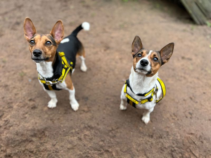 Jack Russell Terrier for adoption in Wymeswold, Leicestershire – 3 years old - Image 2 of 2