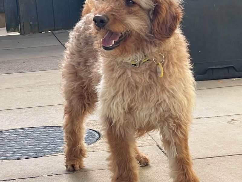 McQueen | Poodle (Miniature) Cross | Newbury (Berkshire) - 2