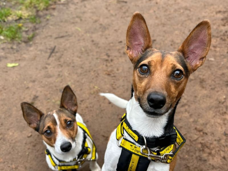 Jack Russell Terrier for adoption in Wymeswold, Leicestershire – 2 years old