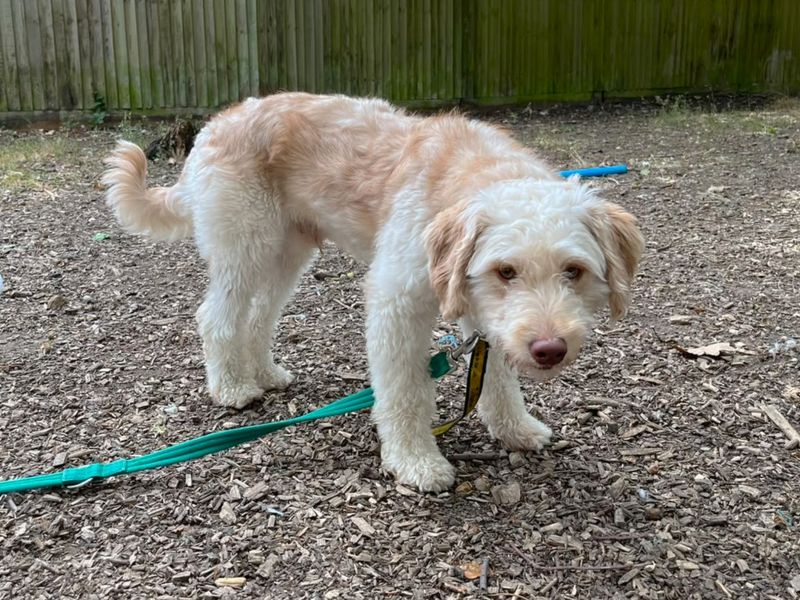 Blake Shelton | Poodle (Miniature) Cross | Canterbury - 2