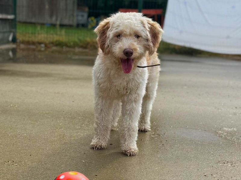 Blake Shelton | Poodle (Miniature) Cross | Canterbury - 3