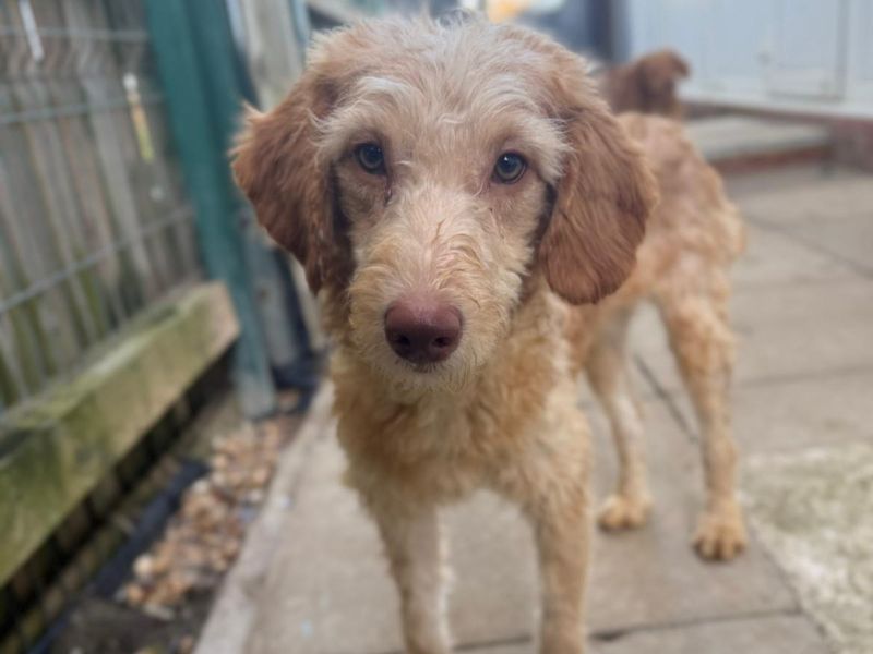 Cagney | Poodle (Miniature) Cross | Shoreham (Sussex) - 1