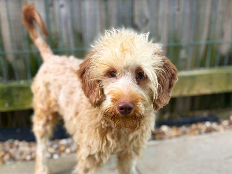 Dean | Poodle (Miniature) Cross | Shoreham (Sussex) - 3
