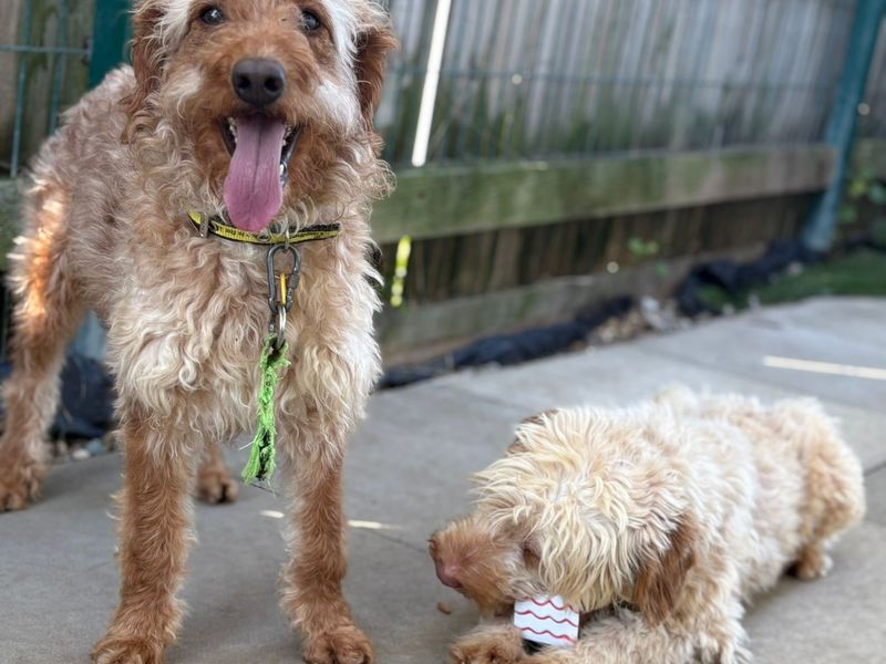 Dean | Poodle (Miniature) Cross | Shoreham (Sussex) - 1
